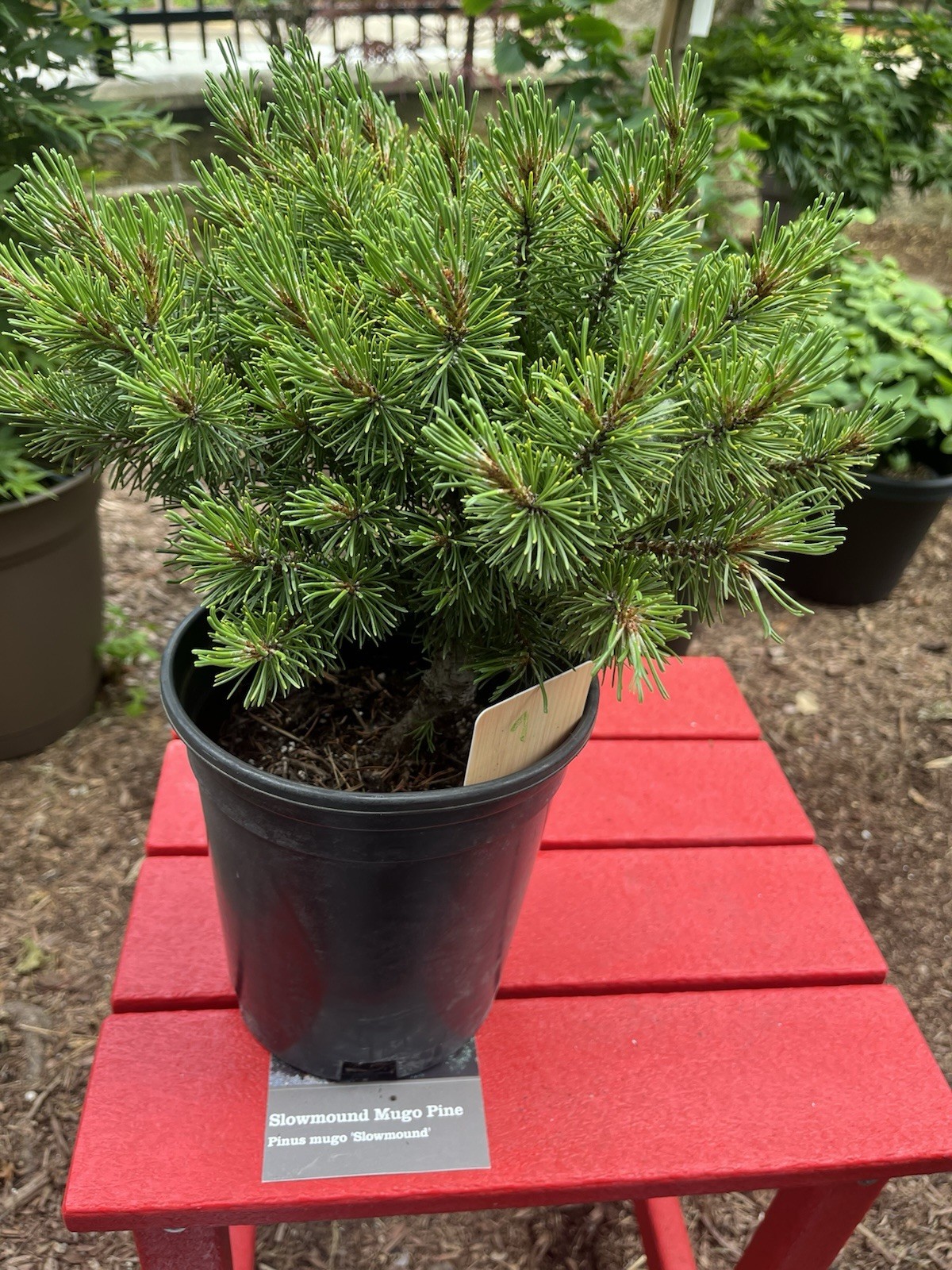 Slowmound Mugo Pine “Pinus Mugo” Pre-bonsai
