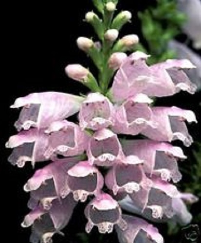 40+ PINK OBEDIENT PLANT FALSE DRAGON FLOWER SEEDS/PER
