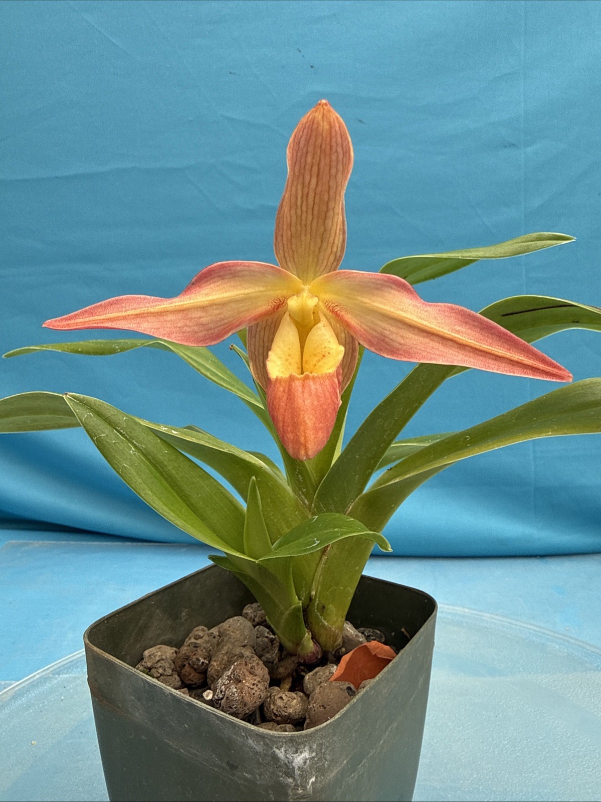 Phragmipedium Eric Young Orange Yellow NBS Orchid New Import 4” Pot BLOOMING