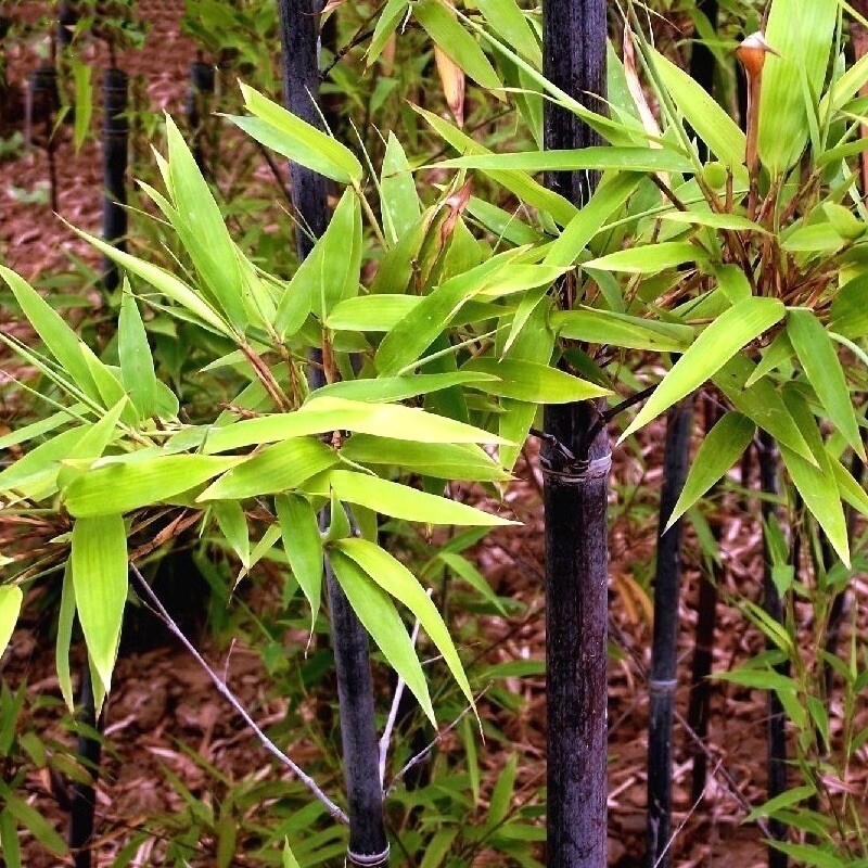 100 + Black bamboo seeds – Phyllostachys nigra. USA seller.