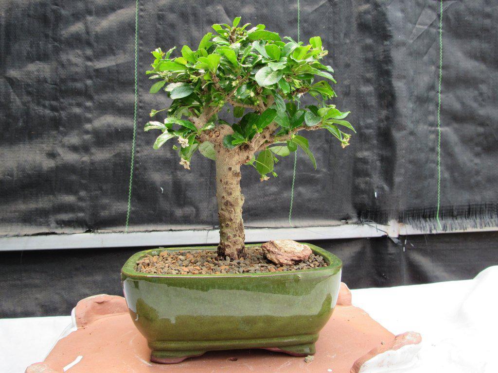 Fukien Tea Bonsai Tree – Aged Upright Style