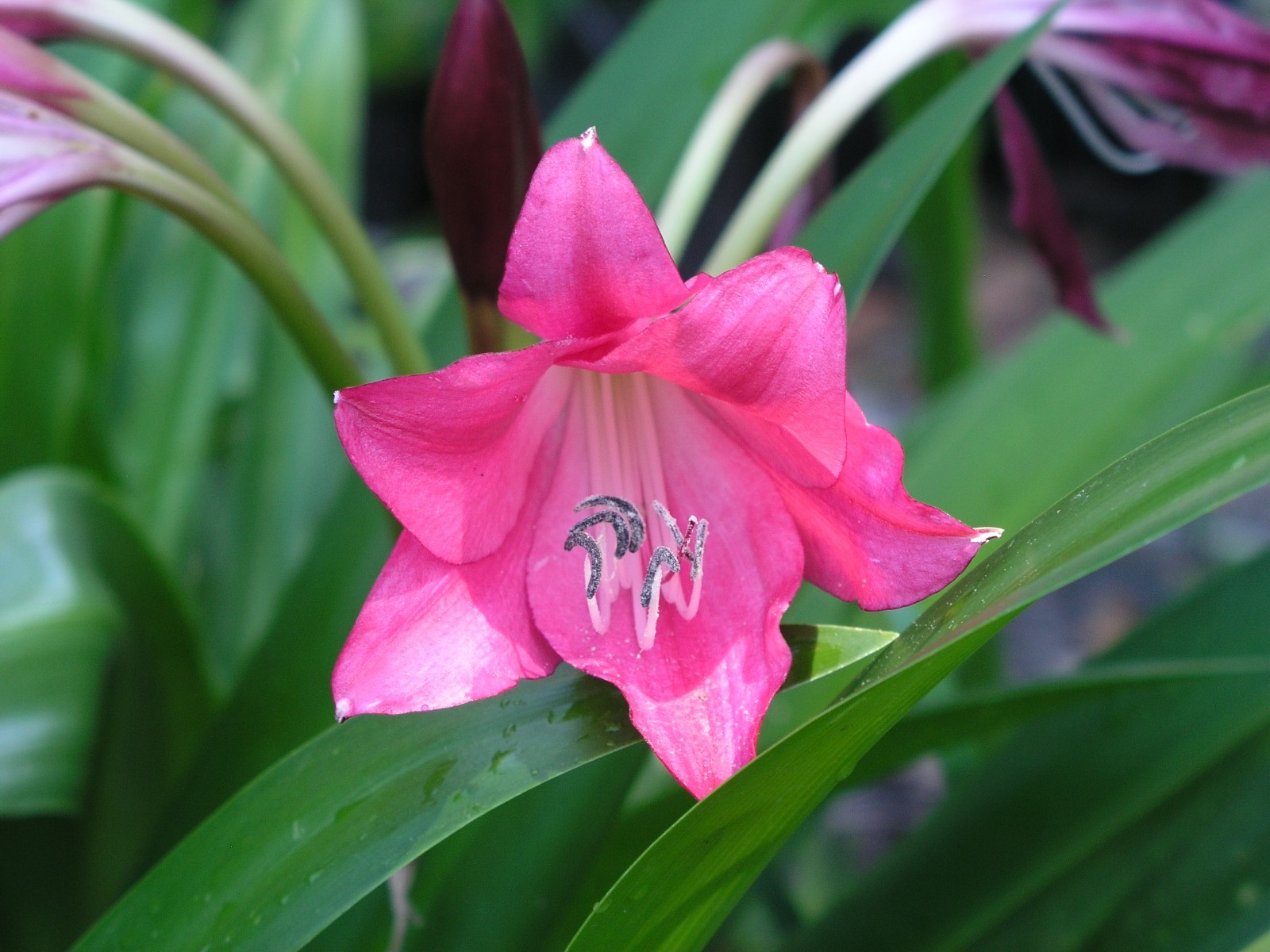 Crinum Lily, Lorraine Clark, medium-size bulb, NEW