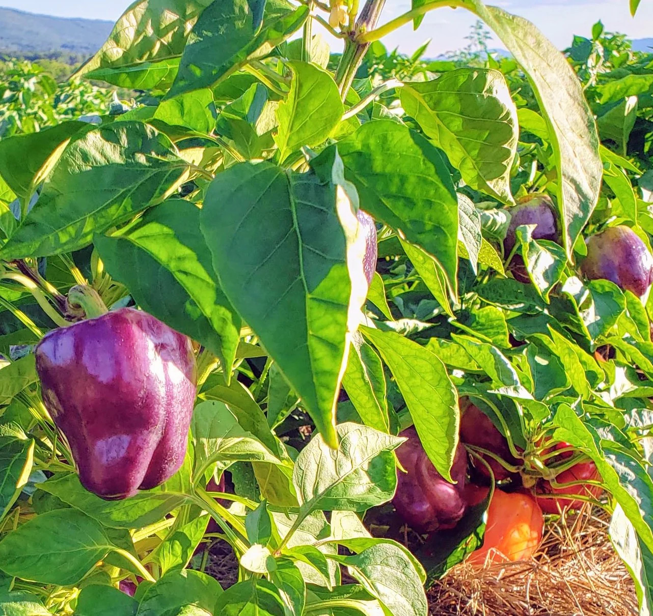 Lilac Sweet Bell Pepper Seeds | Purple Red Merlot UFO Islander Peppers Seed 2024