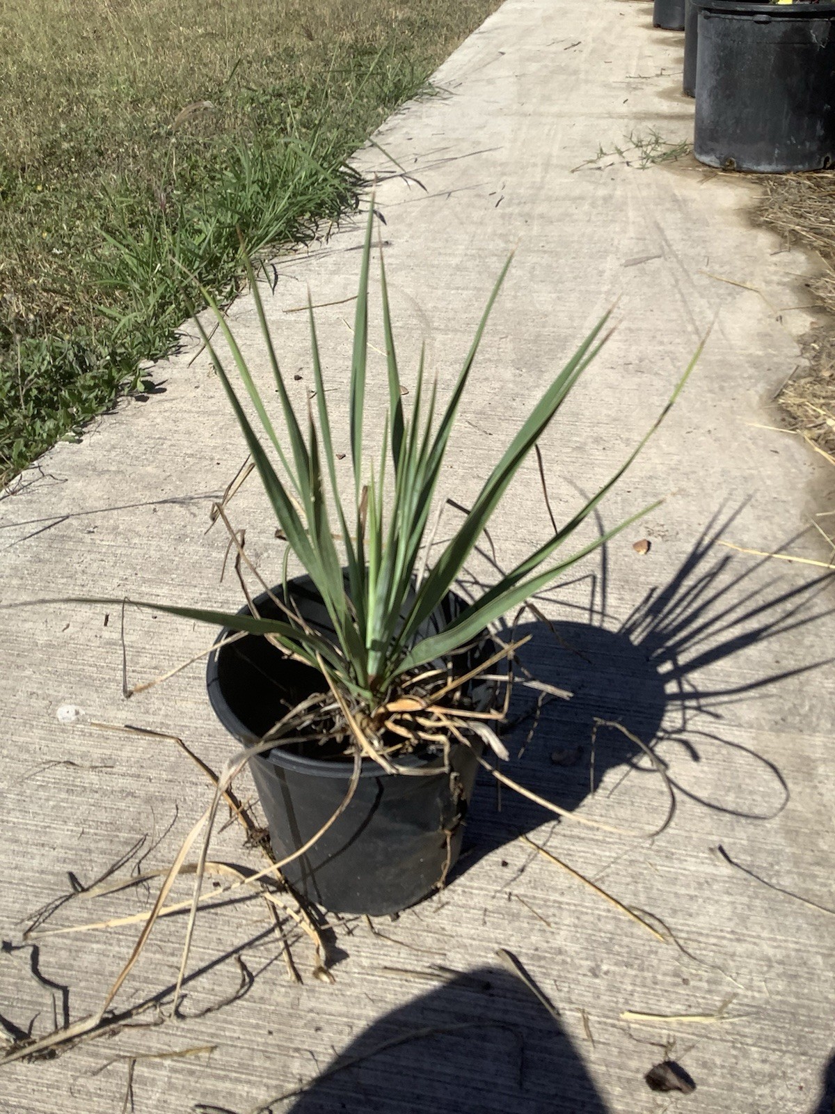 6inch Tall Blue Yucca Rostrata Palm Trees Plant Small Live Plants