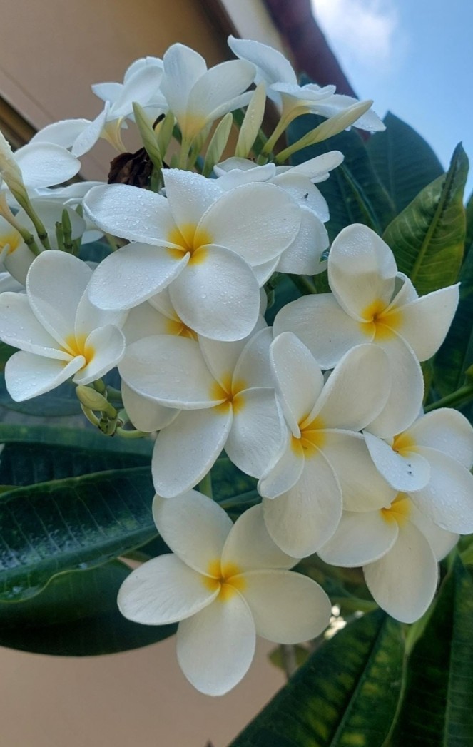 Hawaiian WHITE Plumeria 10″ Top Cut ROOTED Frangipani