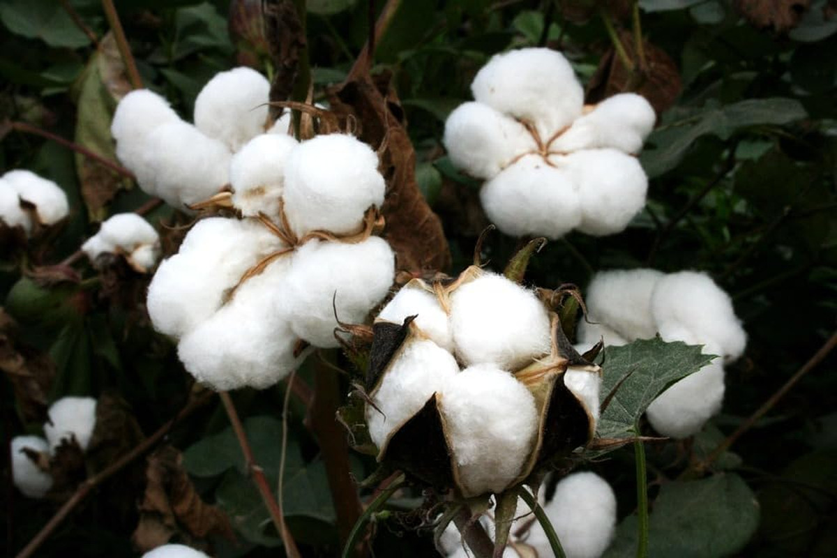 Cotton Seeds,30 American Cotton Seeds for Planting, Gossypium Hirsutum, Organic