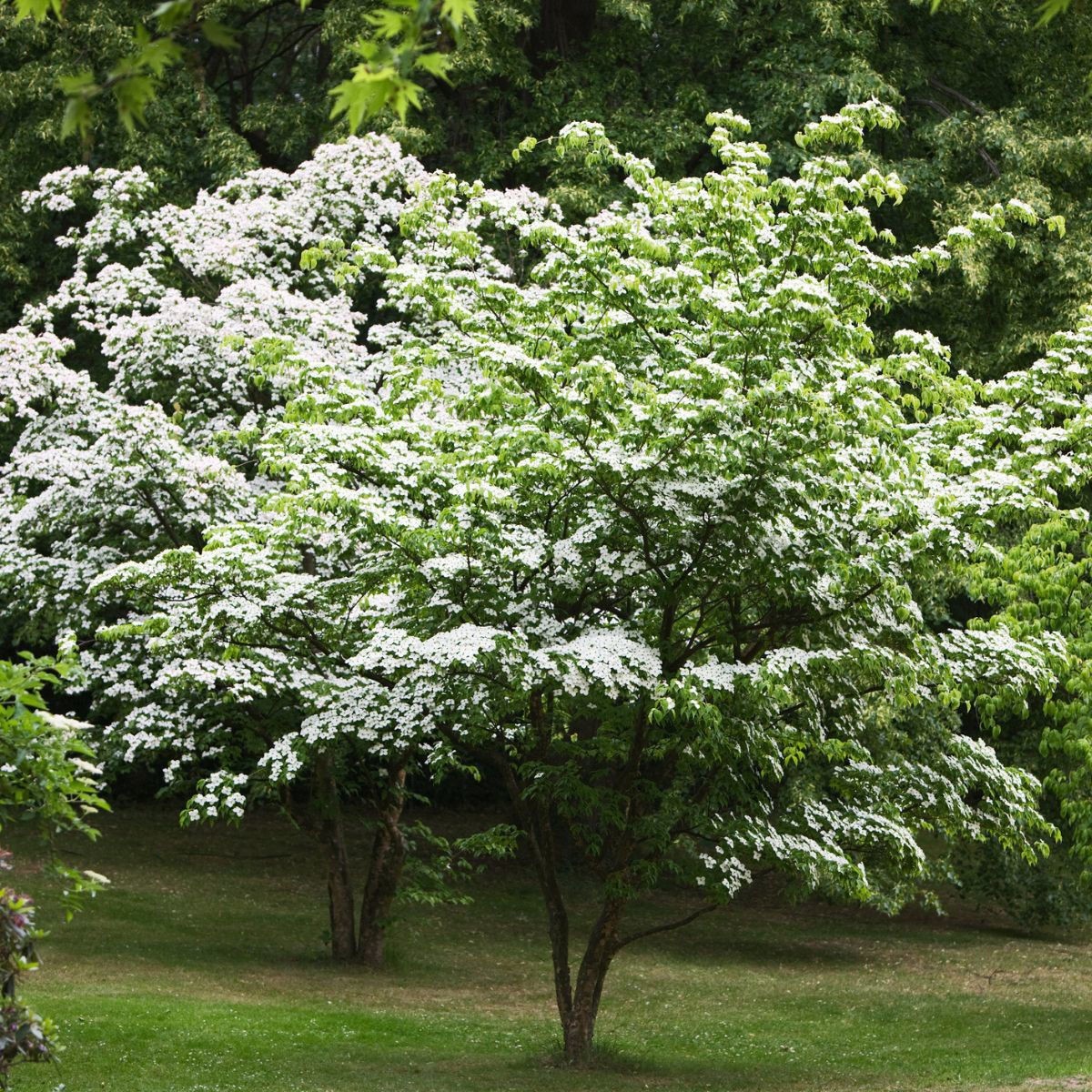 3 Kousa Dogwood Tree 12-24″ Cornus kousa Bare Root