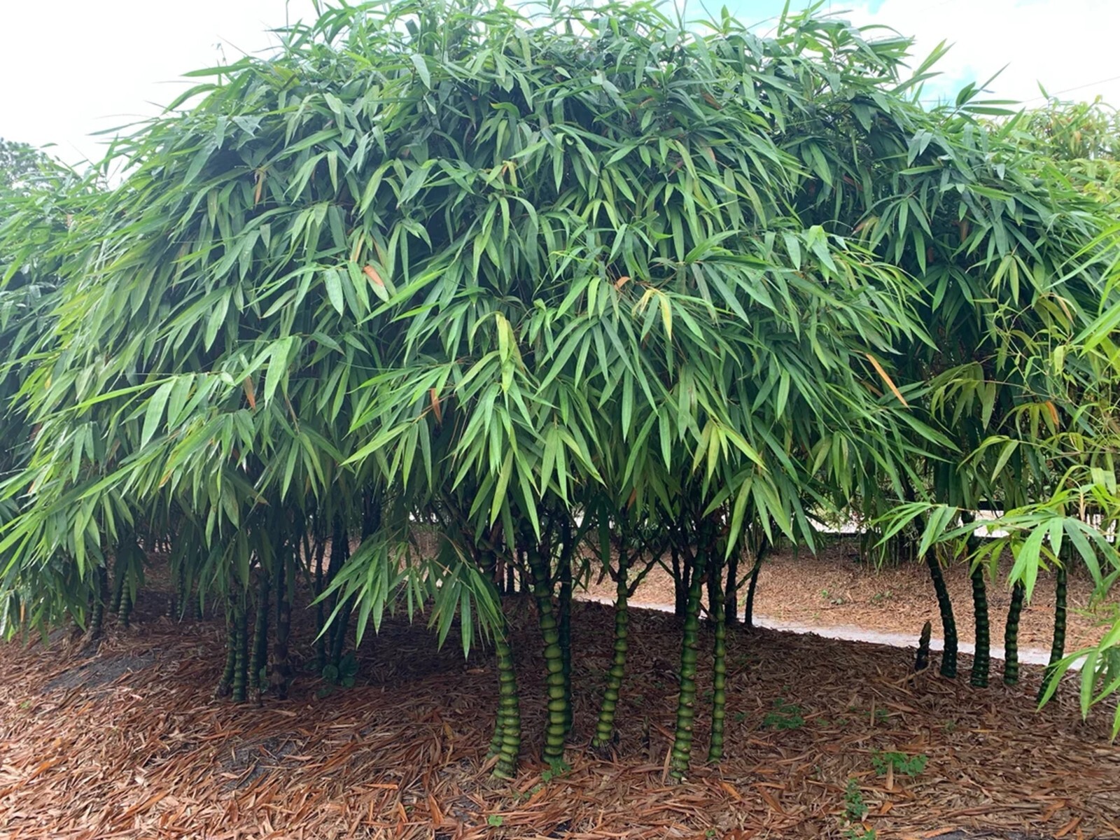 100 Dwarf Buddha Belly Bamboo Seeds Perennial Seed Ornamental Privacy US SELLER