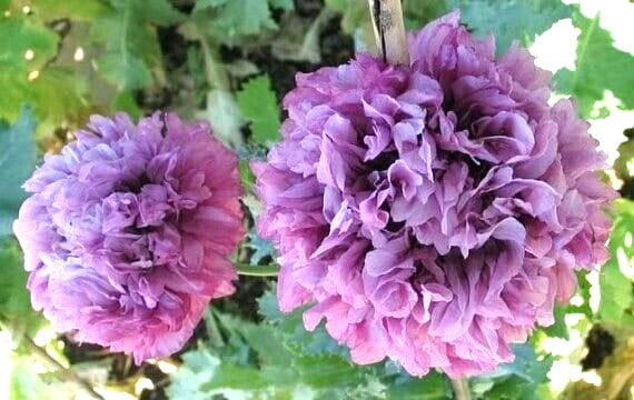10 POLYPHYLL PURPLE TREE PEONY SEEDS – (Paeonia suffruticosa)