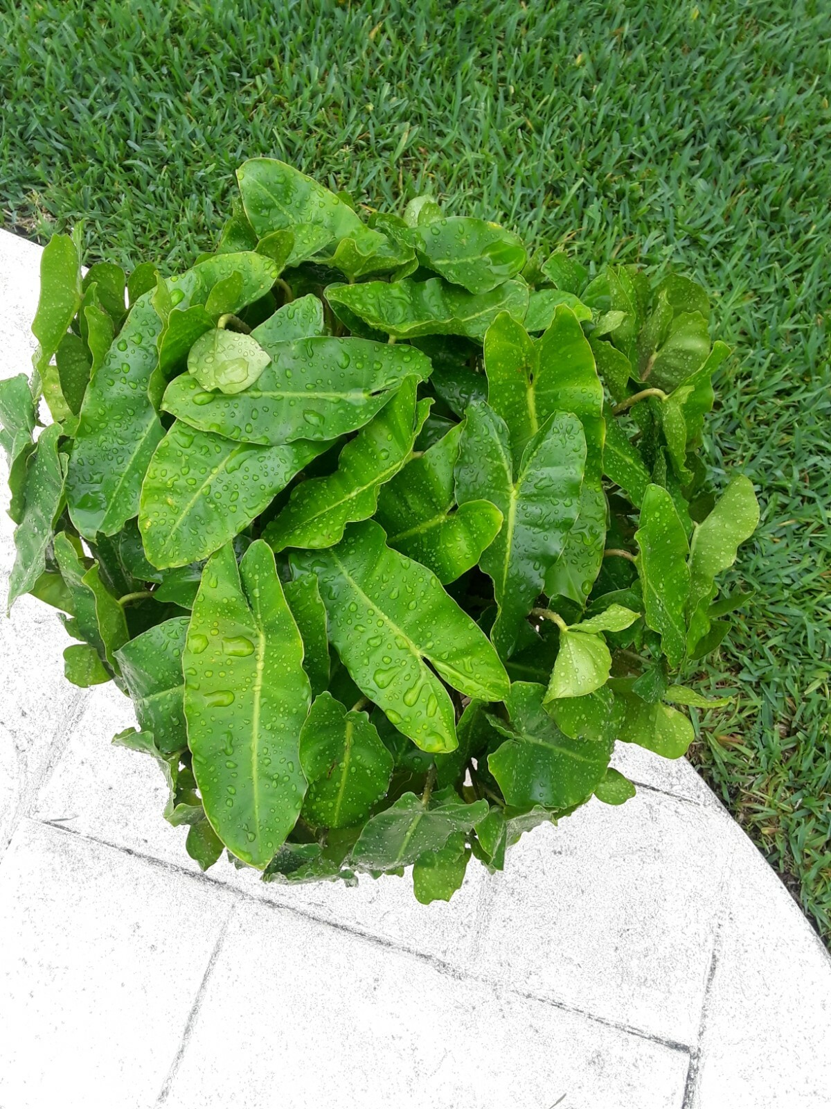Burle Marx PHILODENDRON one tropical plant clipping