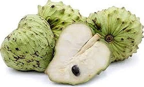Live Plant of CHERIMOYA (Annona cherimola Tree) Chirimoya Annona, 5″~ 8″ Tall