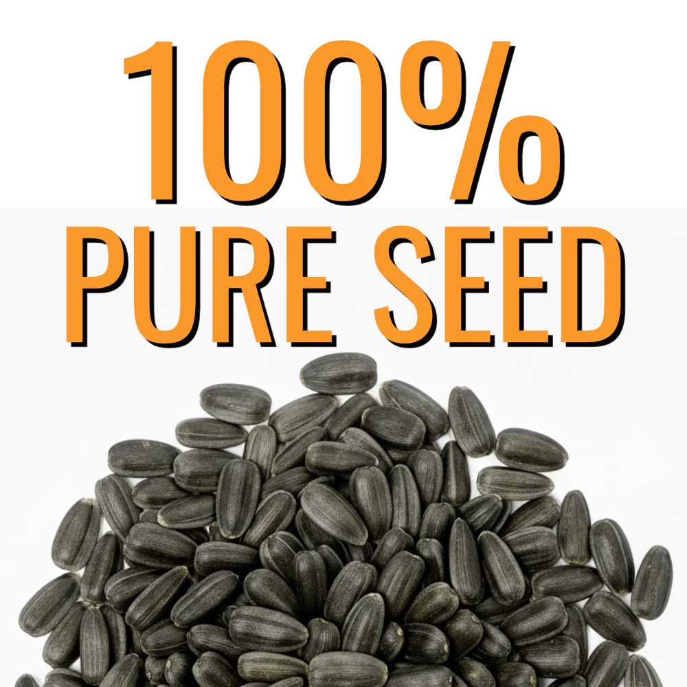 Tall Sungold Sunflower Seeds For Planting (Helianthus annuus)