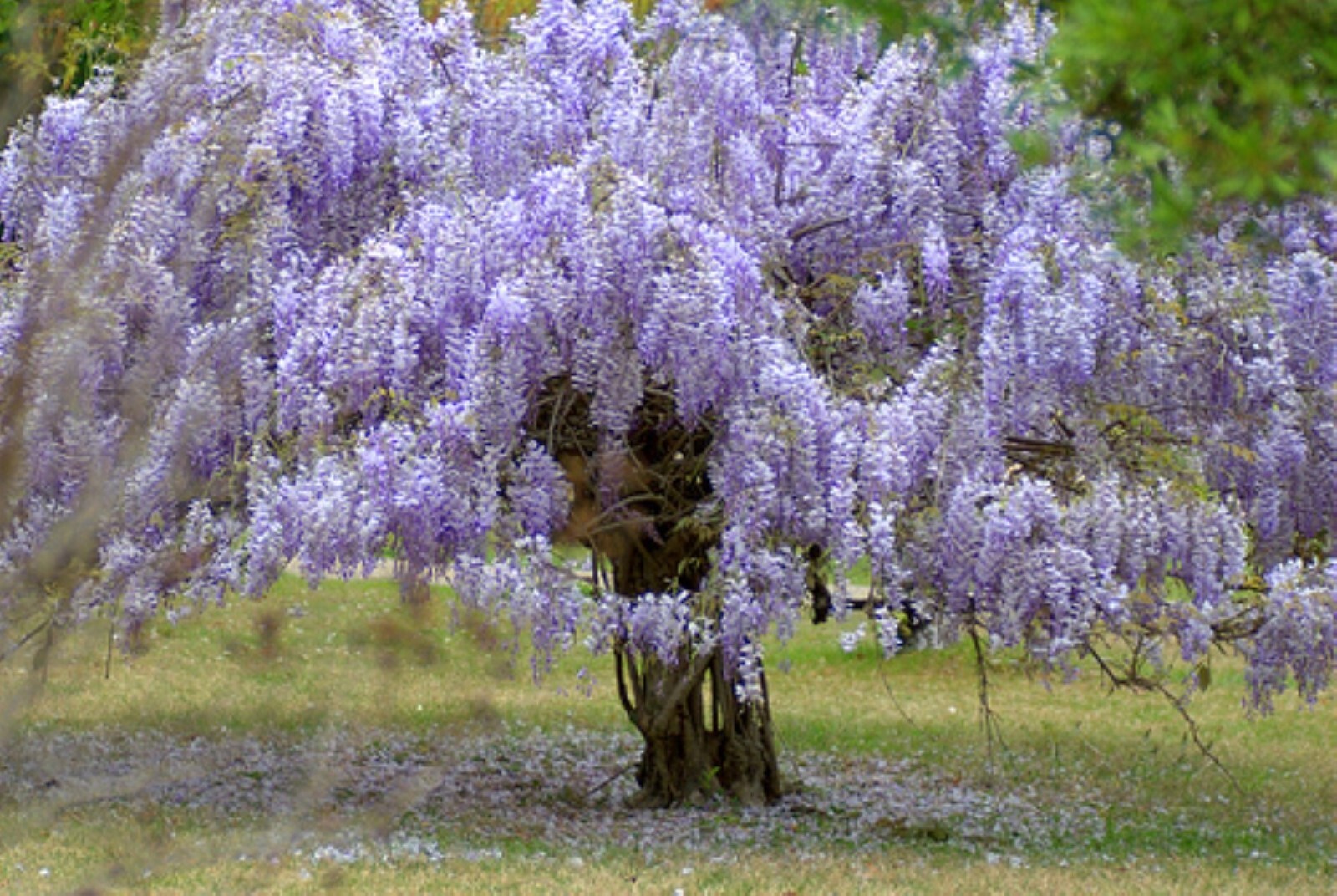 Wisteria frutescens ‘Amethyst Falls’, grafted 1 year old plant