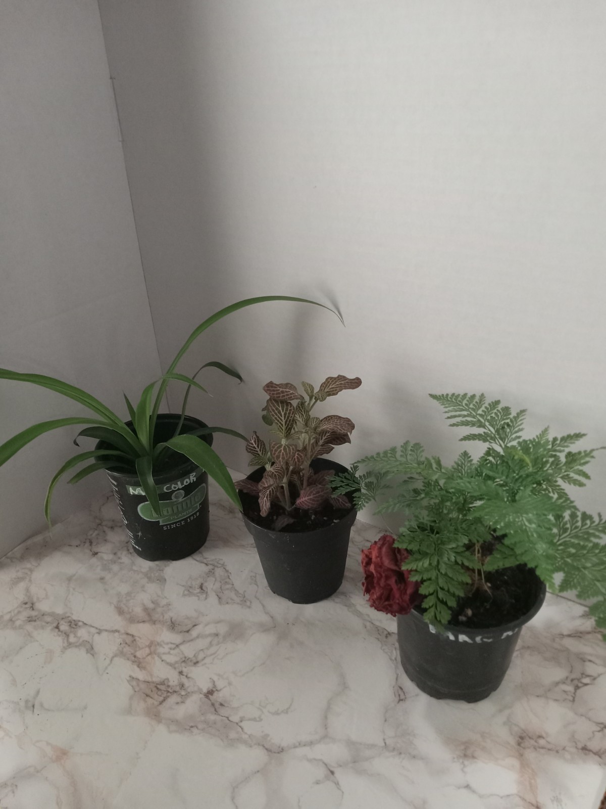 3 Live Plants Bundle, Fantasy Fern,Pink Fittonia, Spider Plant.