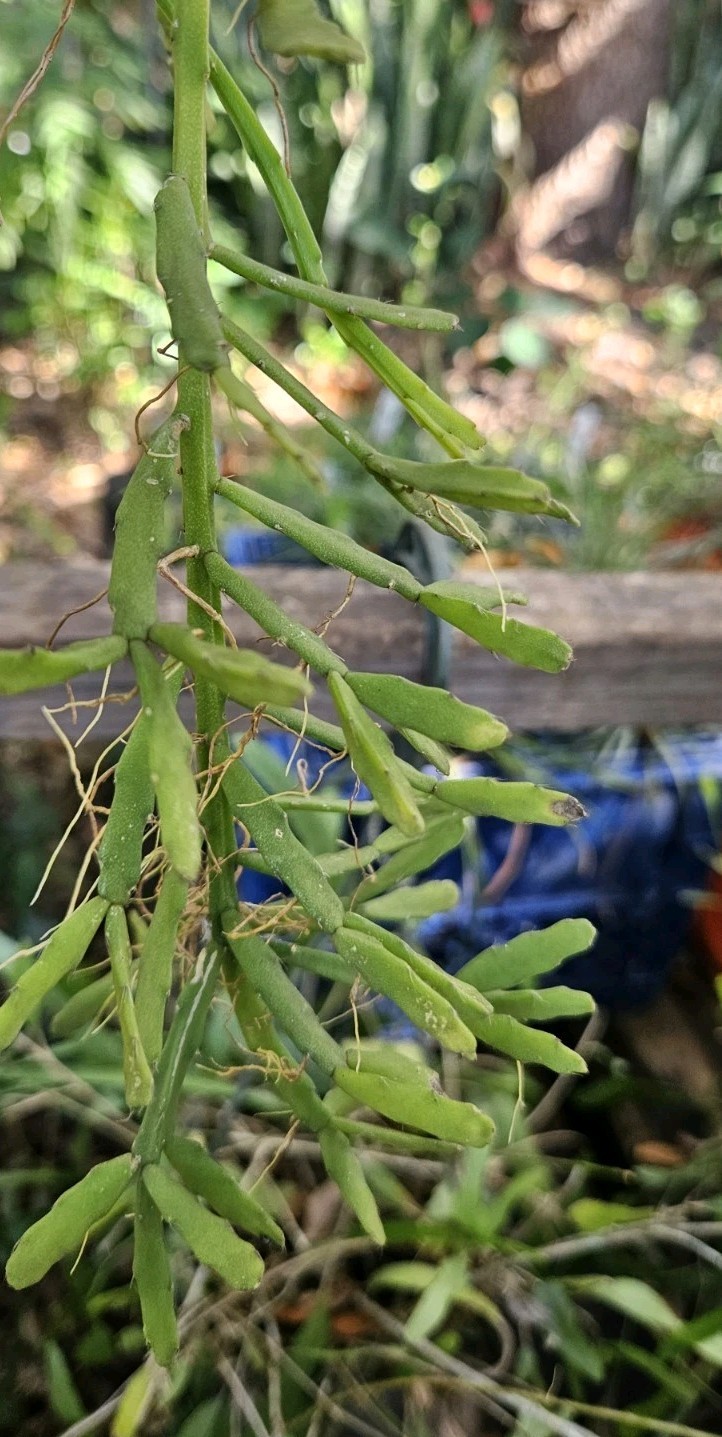 Rhipsalis sulcata-five cuttings/4 inches each-Yellow/White Flowers/Branching