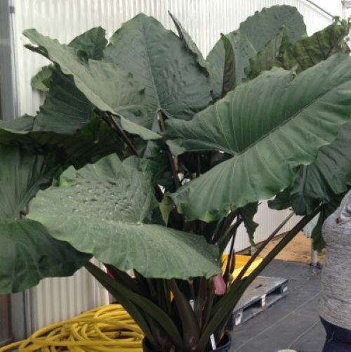 **SUMO**Alocasia Elephant Ear **Rooted Starter Plants**USA SELLER**