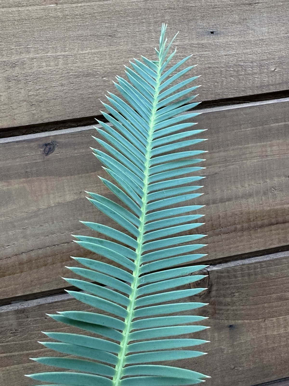 Dioon edule 3” Caudex – Hardy Mexican Cycad with Graceful Leaflets – Live Plant