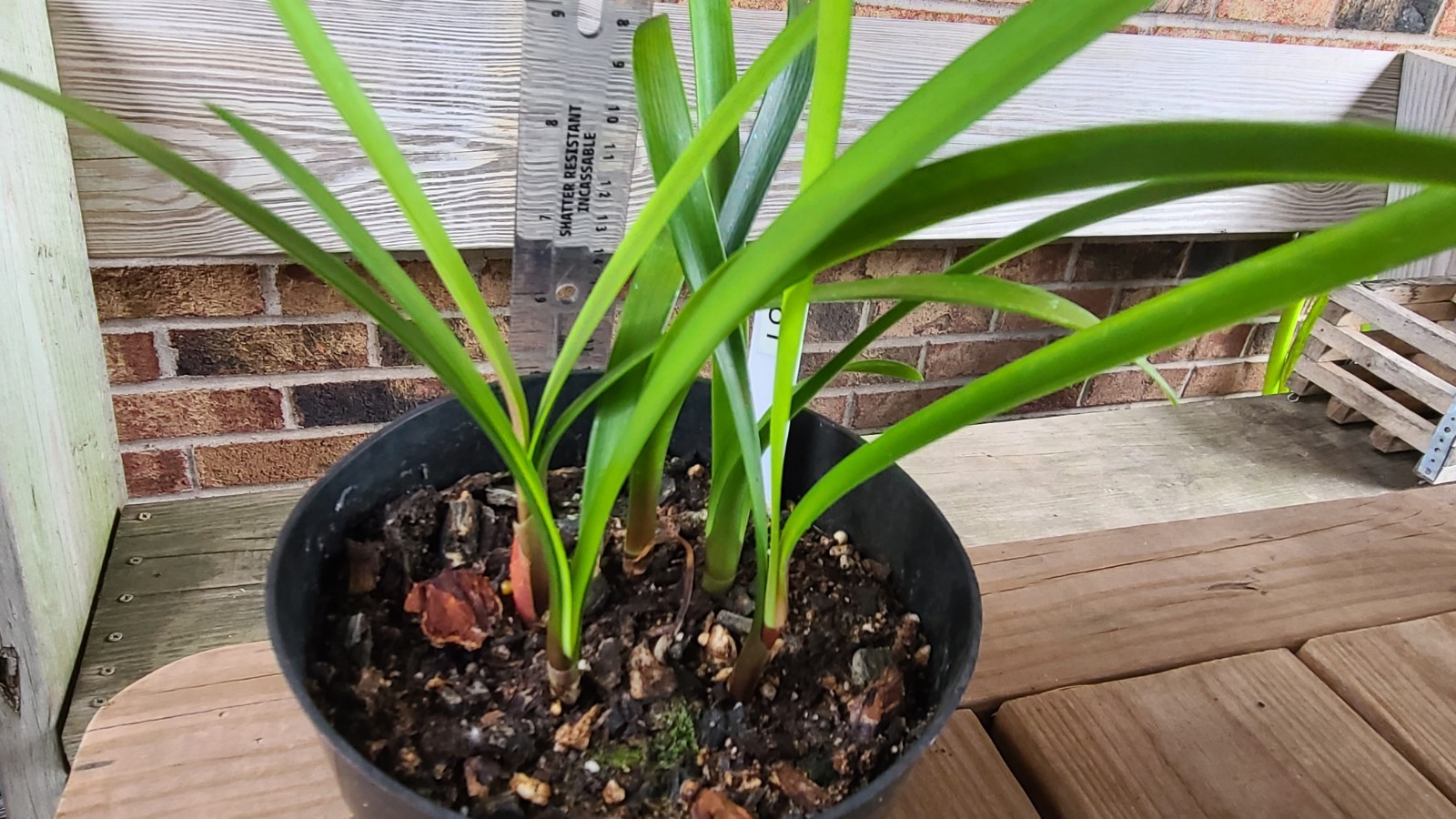 Clivia interspecific Nimbicola x Bengi Bronze one plant