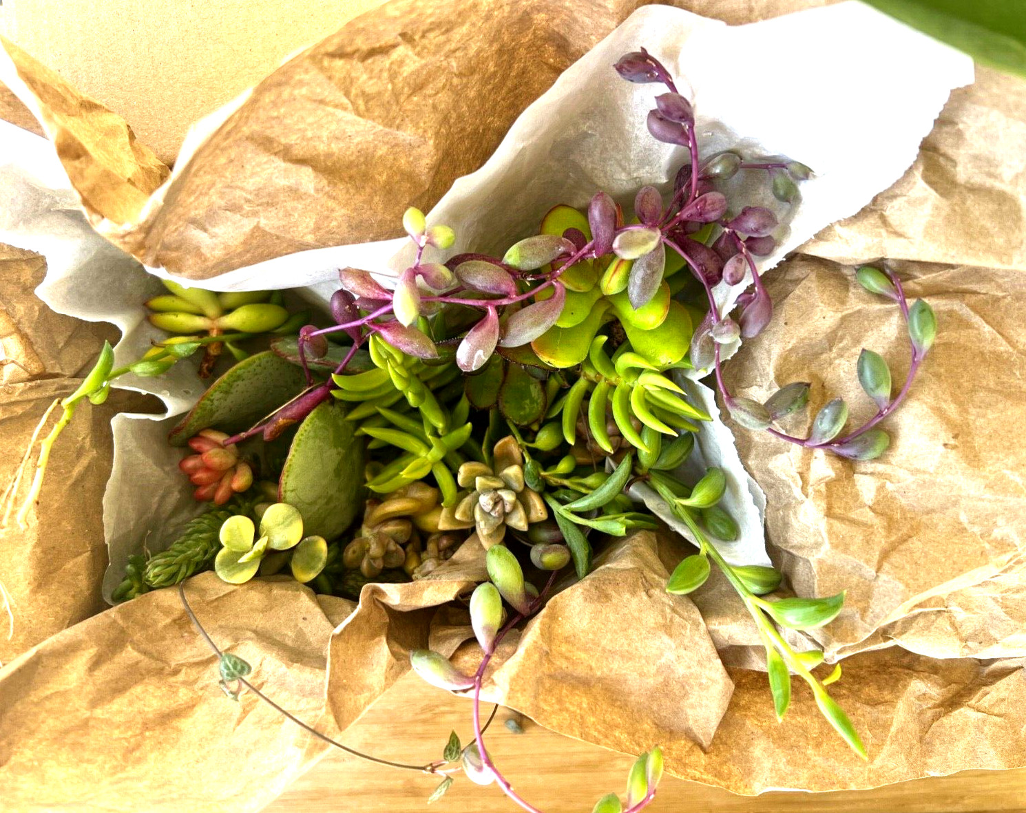 Cutting Succulents & 3 kind of String & 1 Extra Assorted Box Free Shipping