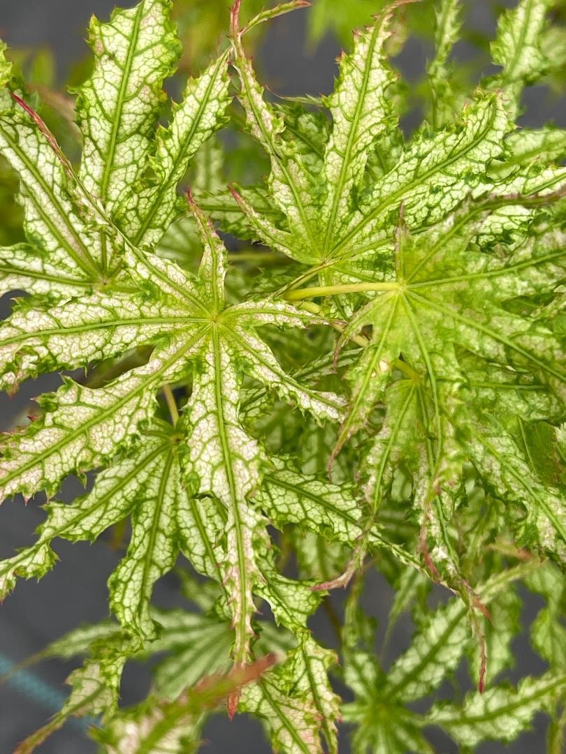 Acer palmatum ‘White Peaches’ (White Peaches Japanese Maple)