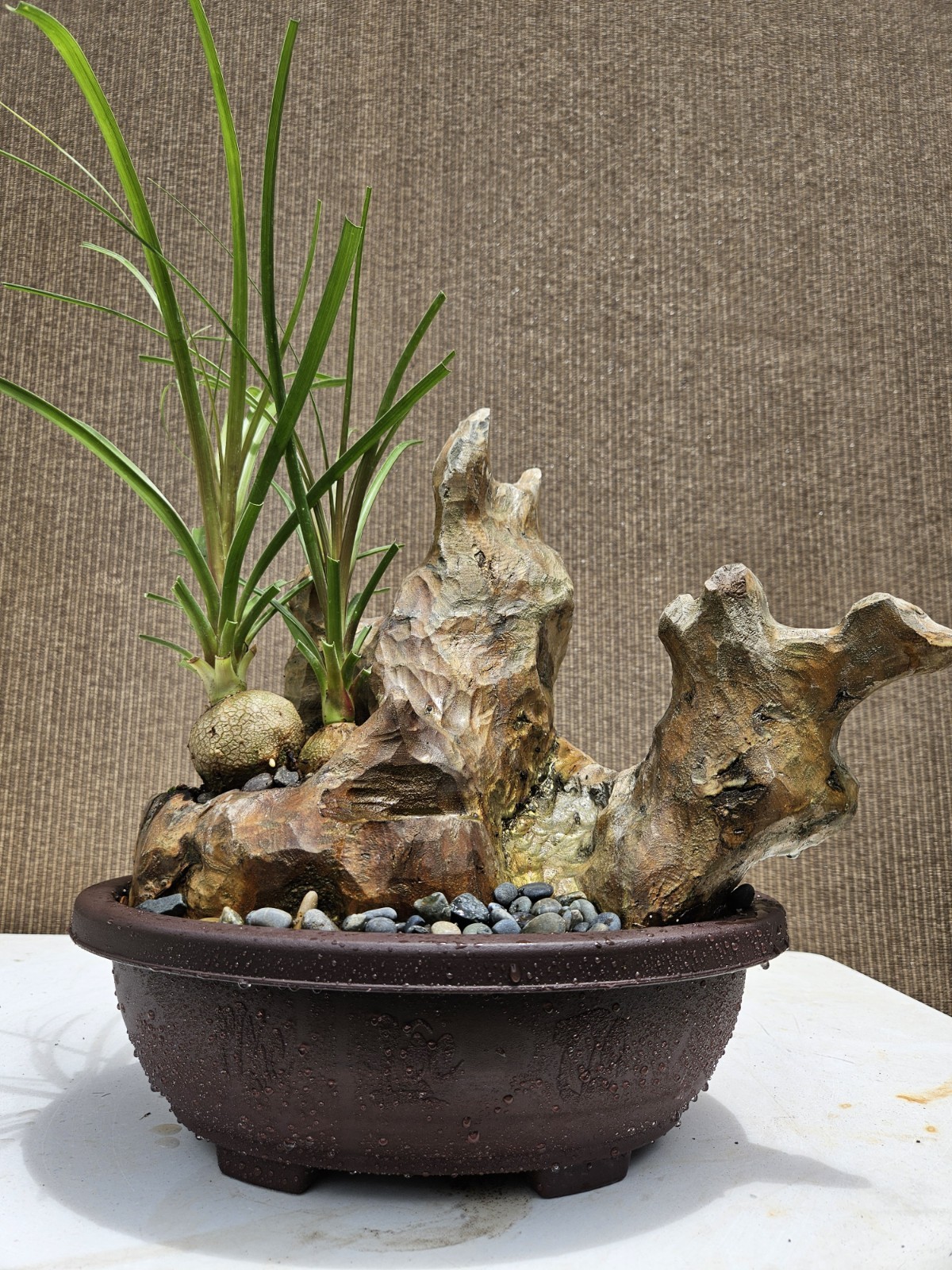 Ponytail Palm Bonsai Tree,,,, sale