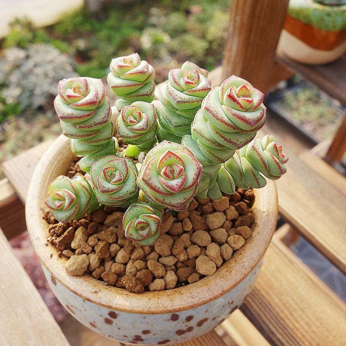 Live Rare Crassula cv. ‘Jade Necklace’ Succulent Plant rooted in 2” plant pot