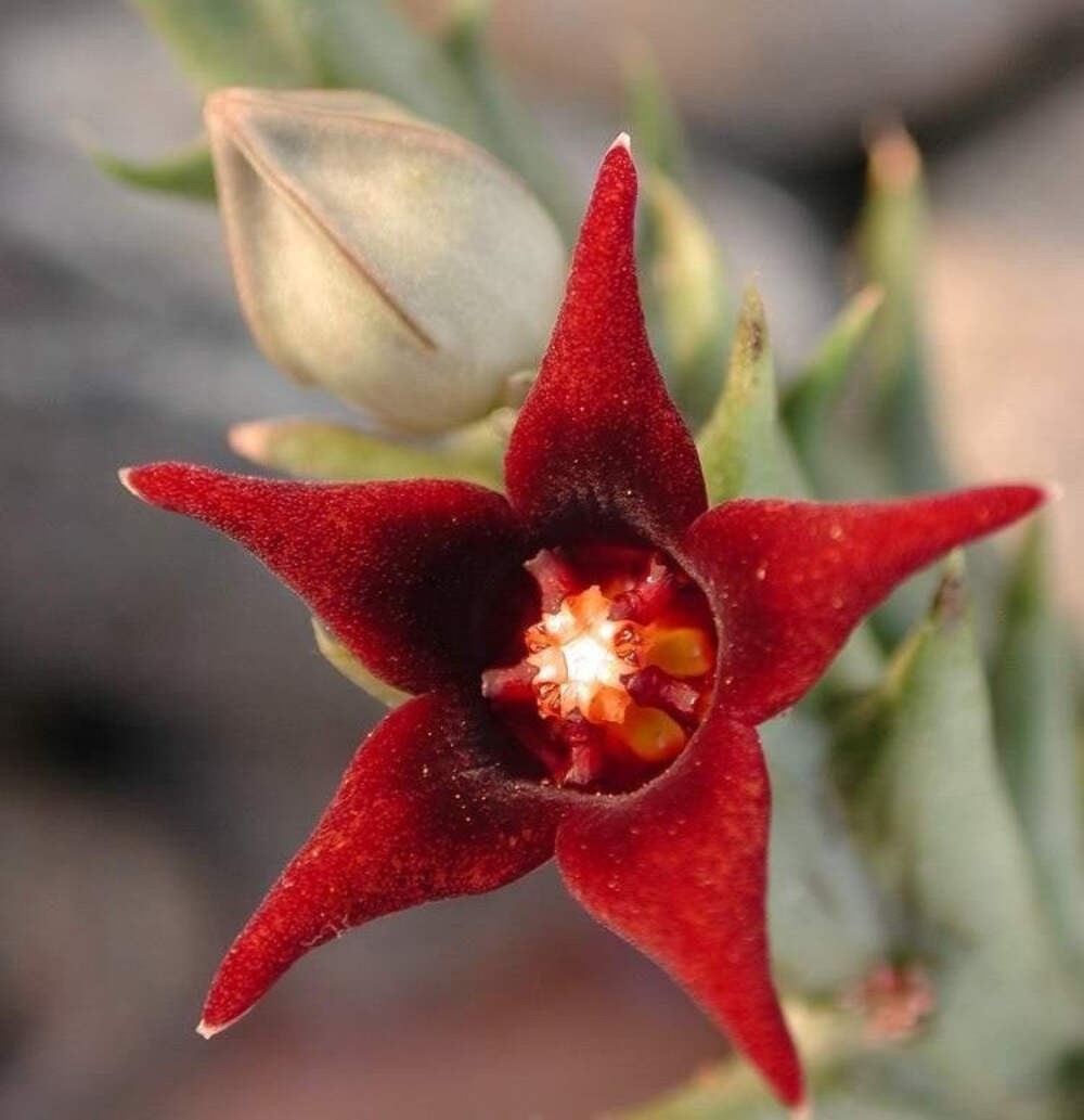 Orbea Semitubiflora 3.5″ Potted Plant – Well Rooted – No Ship to Cali or Arizona