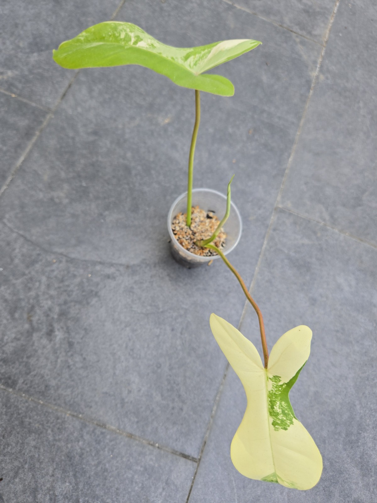 Variegated Philodendron Florida Beauty x Billietiae Jennifer not Monstera Mayoi