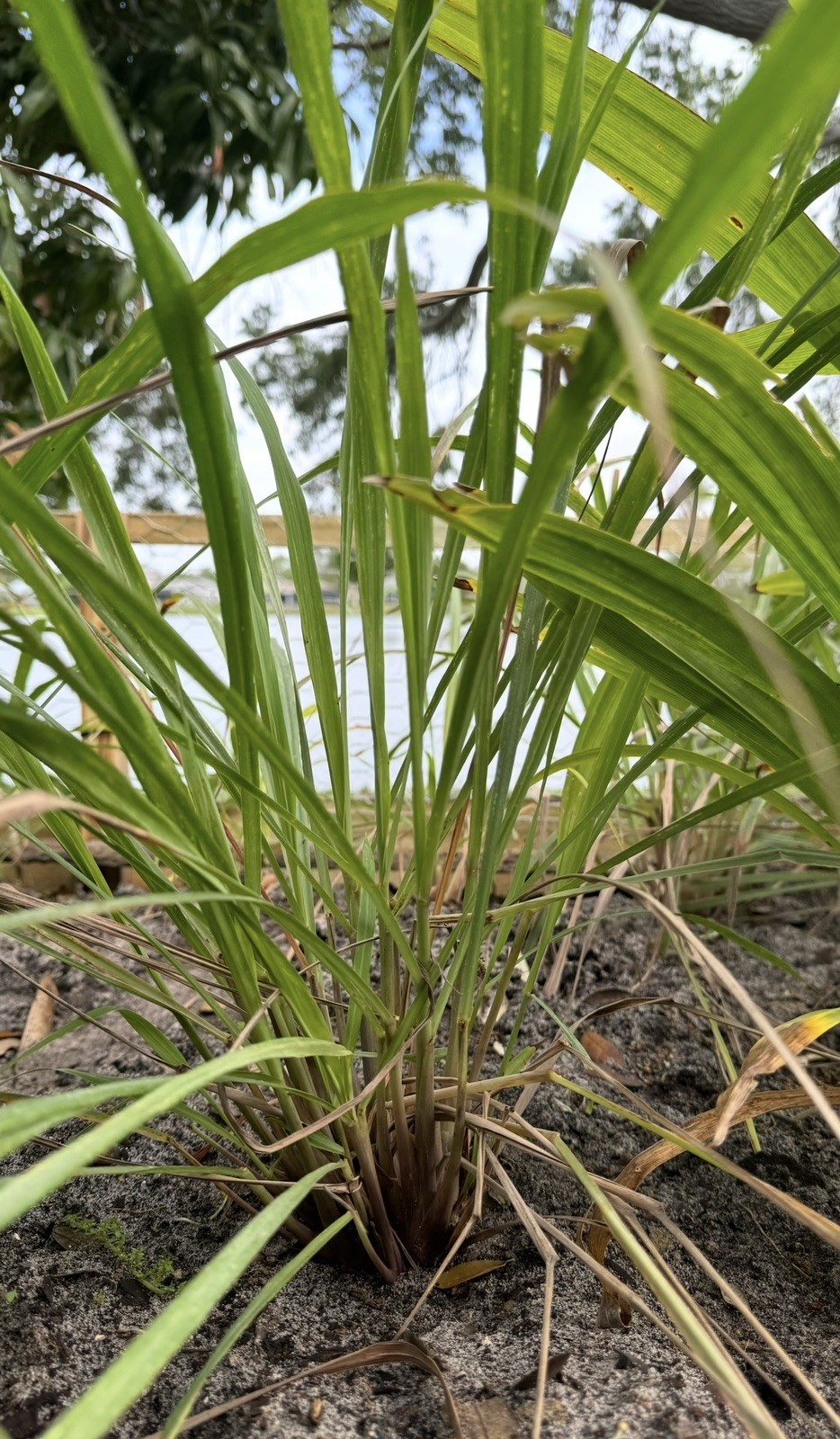 40 lemongrass Stalks Fully Rooted Ready To Plant (Organic)