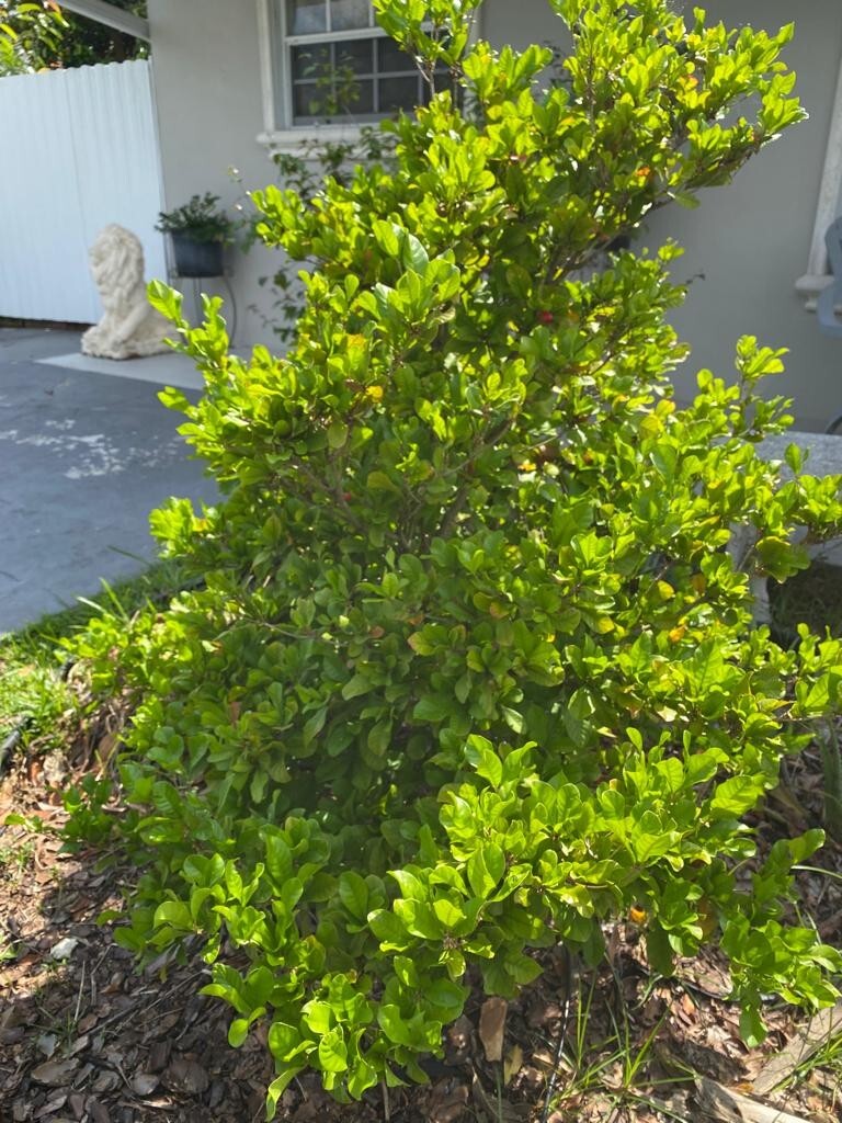 Miracle Fruit Plant Synsepalum dulcificum small seedling