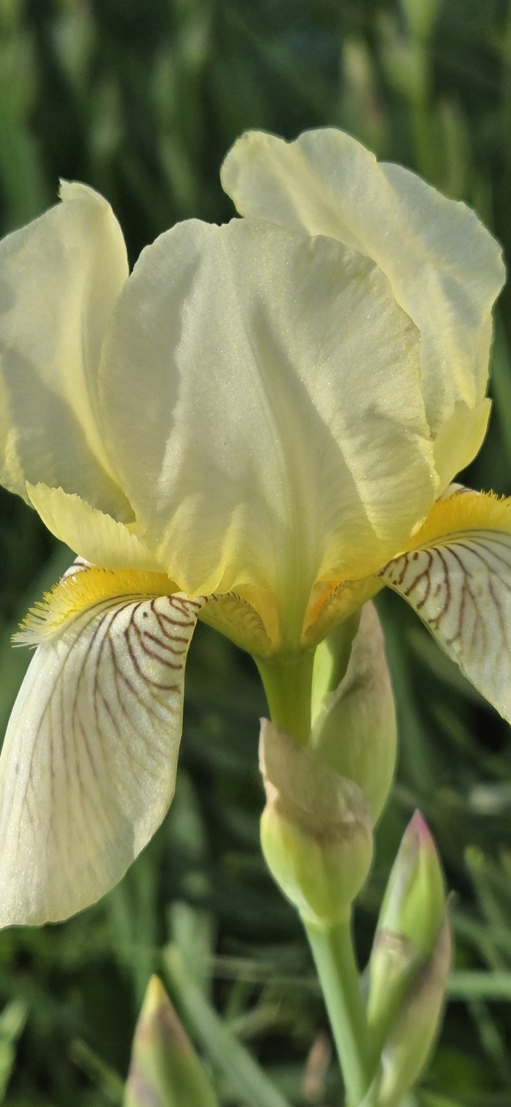 1 Early Light Yellow BEARDED IRIS Rhizome Rainbow Plant Spring Garden Flower Pot