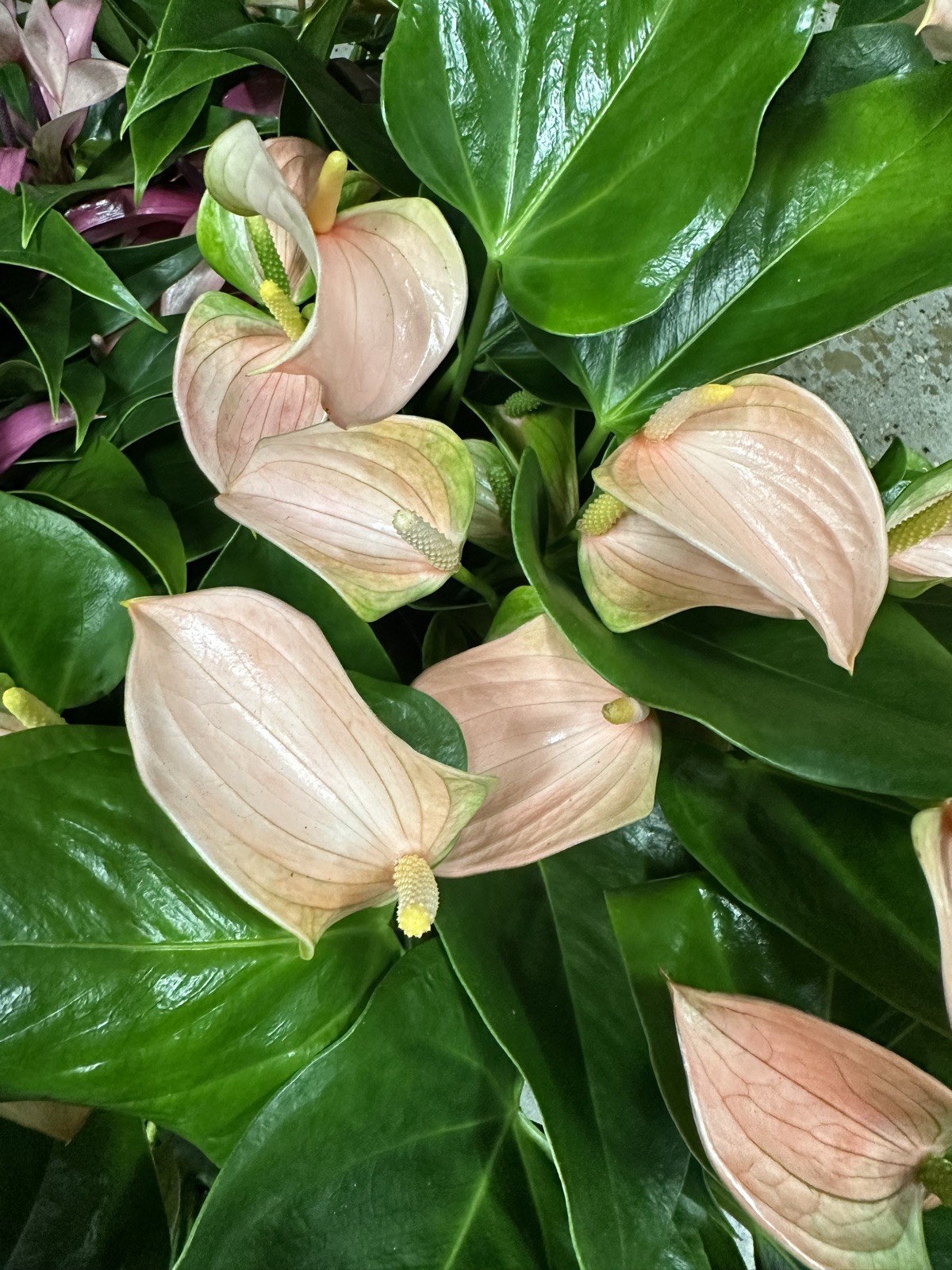 Jolie Pink Anthurium Approx. 14-16 heights in 4 inch nursery pot