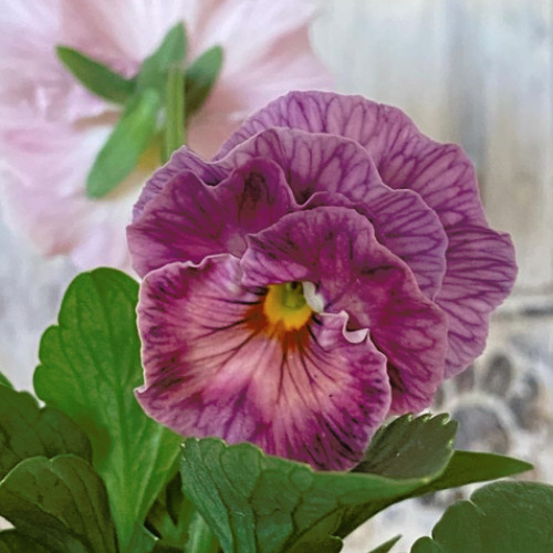 150+ Pansy Seeds (Viola) – Fragrant, Flower Seeds, Annual Seeds, Garden Seeds