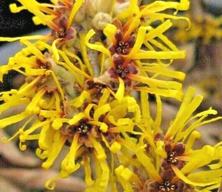 10 CHINESE GOLD EDGE WITCH HAZEL SEEDS – Hamamelis mollis ‘Gold Edge’