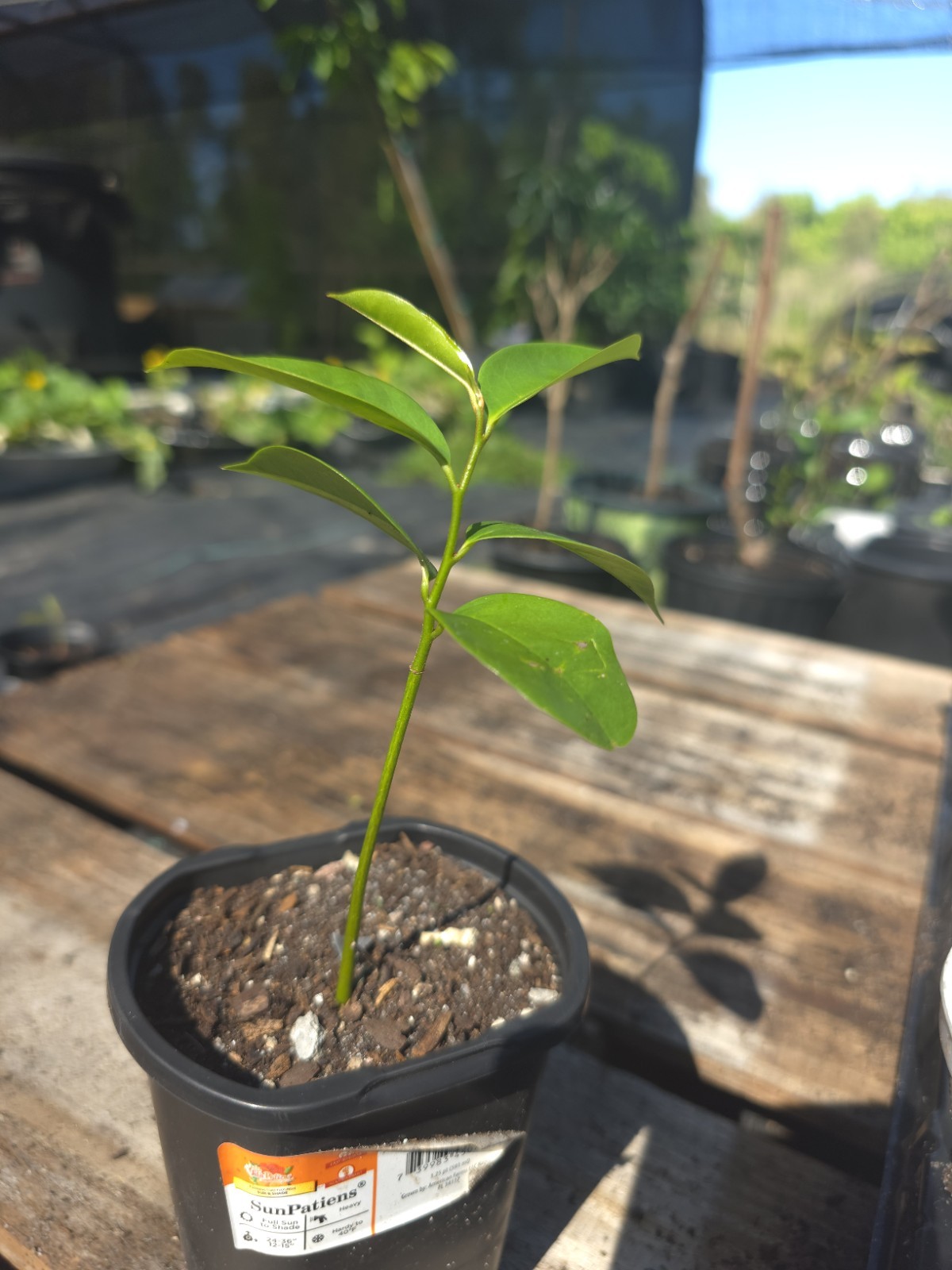 Soursop Thai (Annona) Live Seedling Fruit Plant – Outdoor – Green Broadleaf