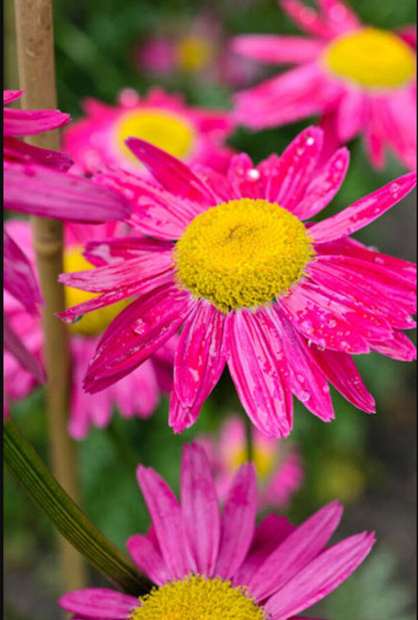 100 Seeds| Robinson’s Mix Daisy Seeds – #N006