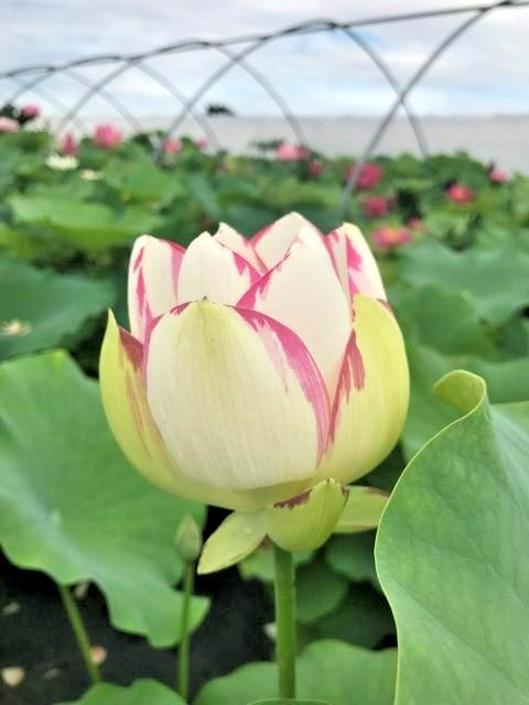 5 PURPLE LIP LOTUS SEEDS – Nelumbo Nucifera