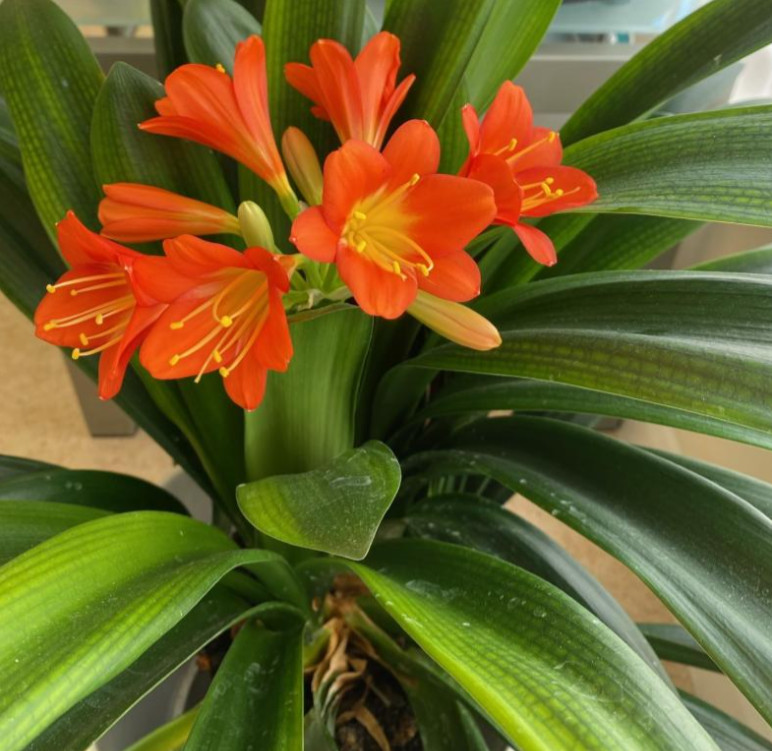 Orange Clivia Miniata Plant – 3-6″ Tall – 6″ Pot – Flowering Plant – Zones 9–11