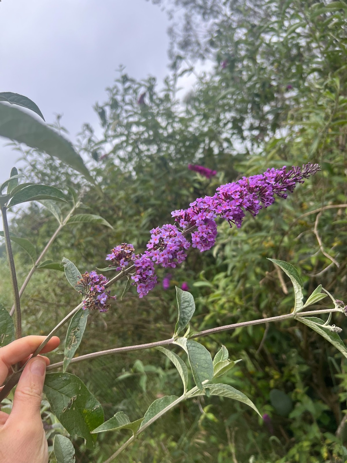 Butterfly bush cuttings X 10, roots easy – ‘Pink’ color