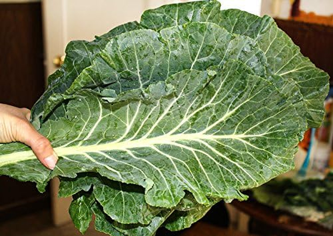 100 Giant Collard Georgia Southern Seeds Herb Collards Heirloom Non-Gmo from USA