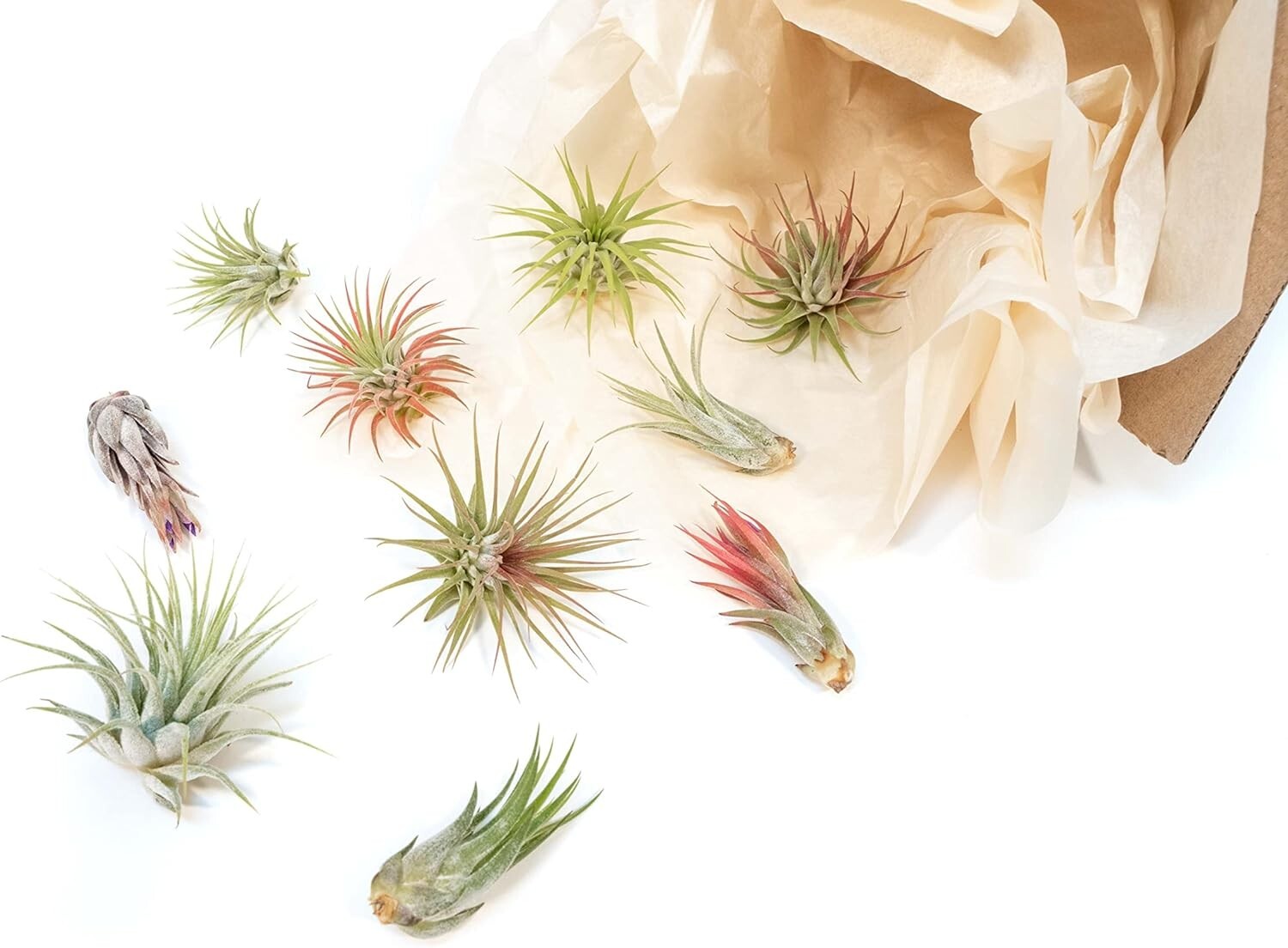 12 Pack Ionantha Air Plants-Wholesale Bulk, Tillandsia, Easy Care Indoor/Outdoor
