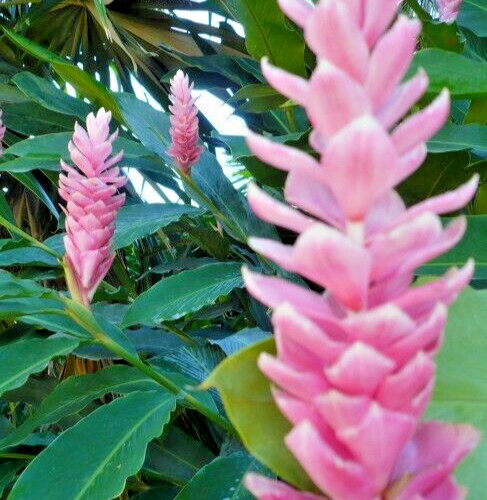 🌺🌺 Arabic Ginger Alpinia purpurata flower plant root rhizome fast grow GR3-4OZ