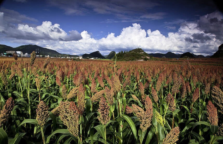 100 seeds Sorghum Egyptian Wheat Ancient Gluten Free Grain Grow your All Natural