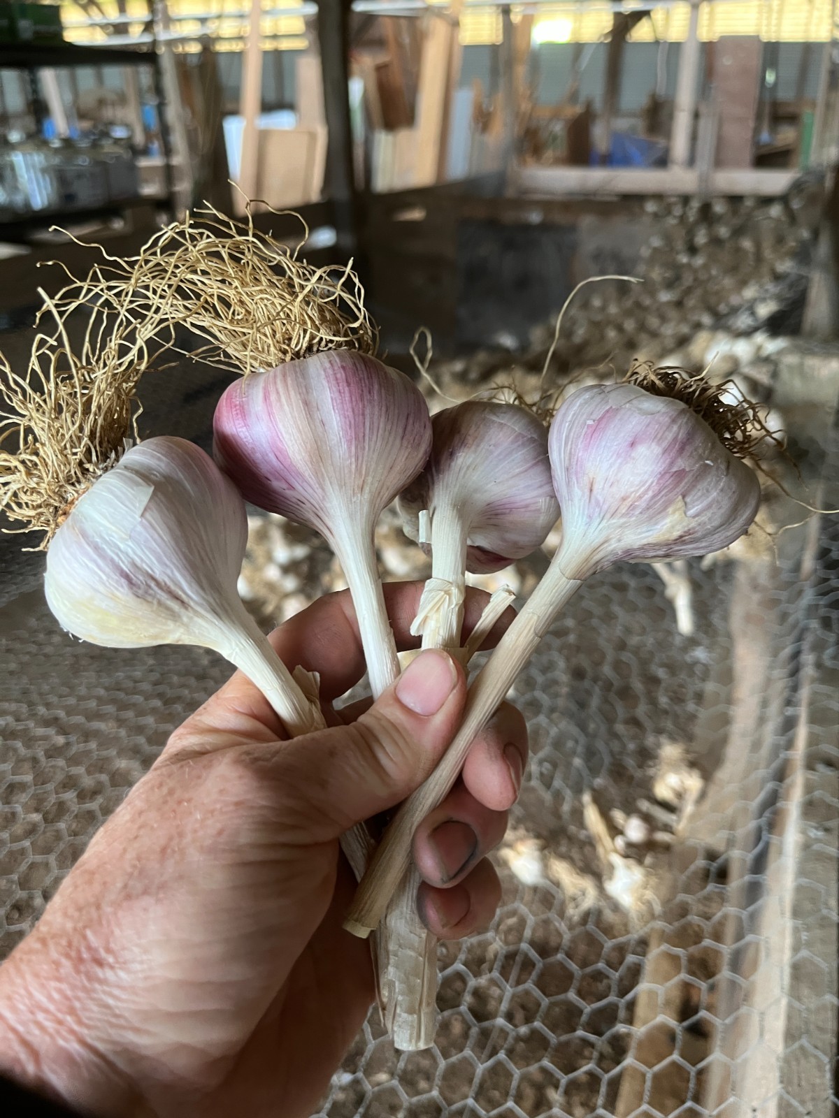 1 lb Fresh Russian Red Garlic Bulbs, You Clean & Save $, Free Ship on + LBS