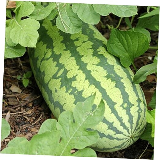 Generic 50 Congo Watermelon Seeds for Planting Heirloom and Non GMO 7 Grams of