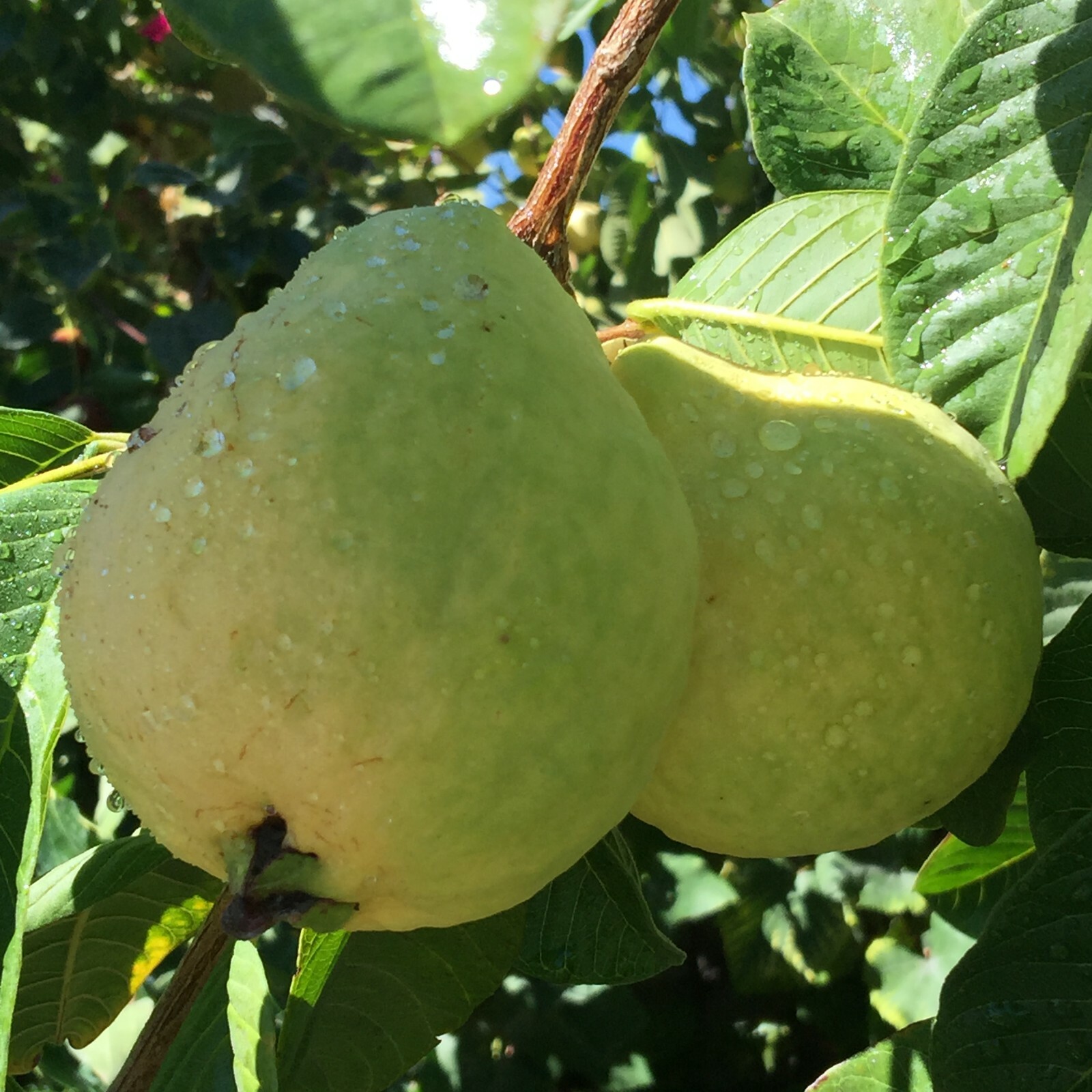 1 Asian Cream White Tropical Guava Fruit Tree Psidium Guajava Tree App 14″