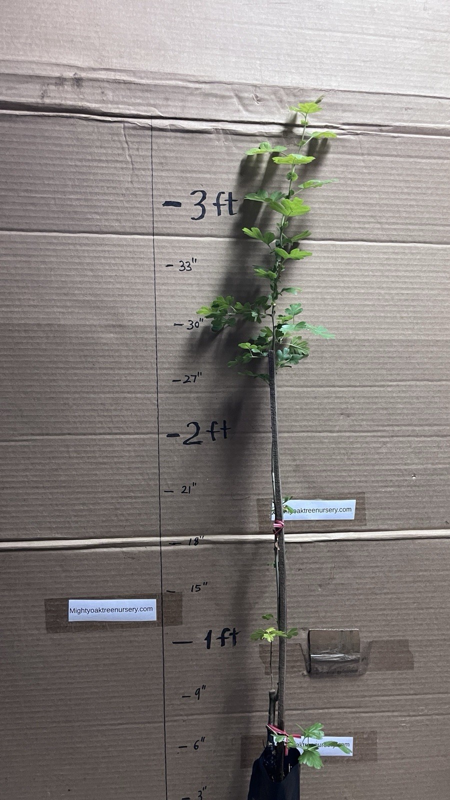 30-40″ tall Golden Girl black hawthorn (Crataegus sp.) 2 year old grafted plant