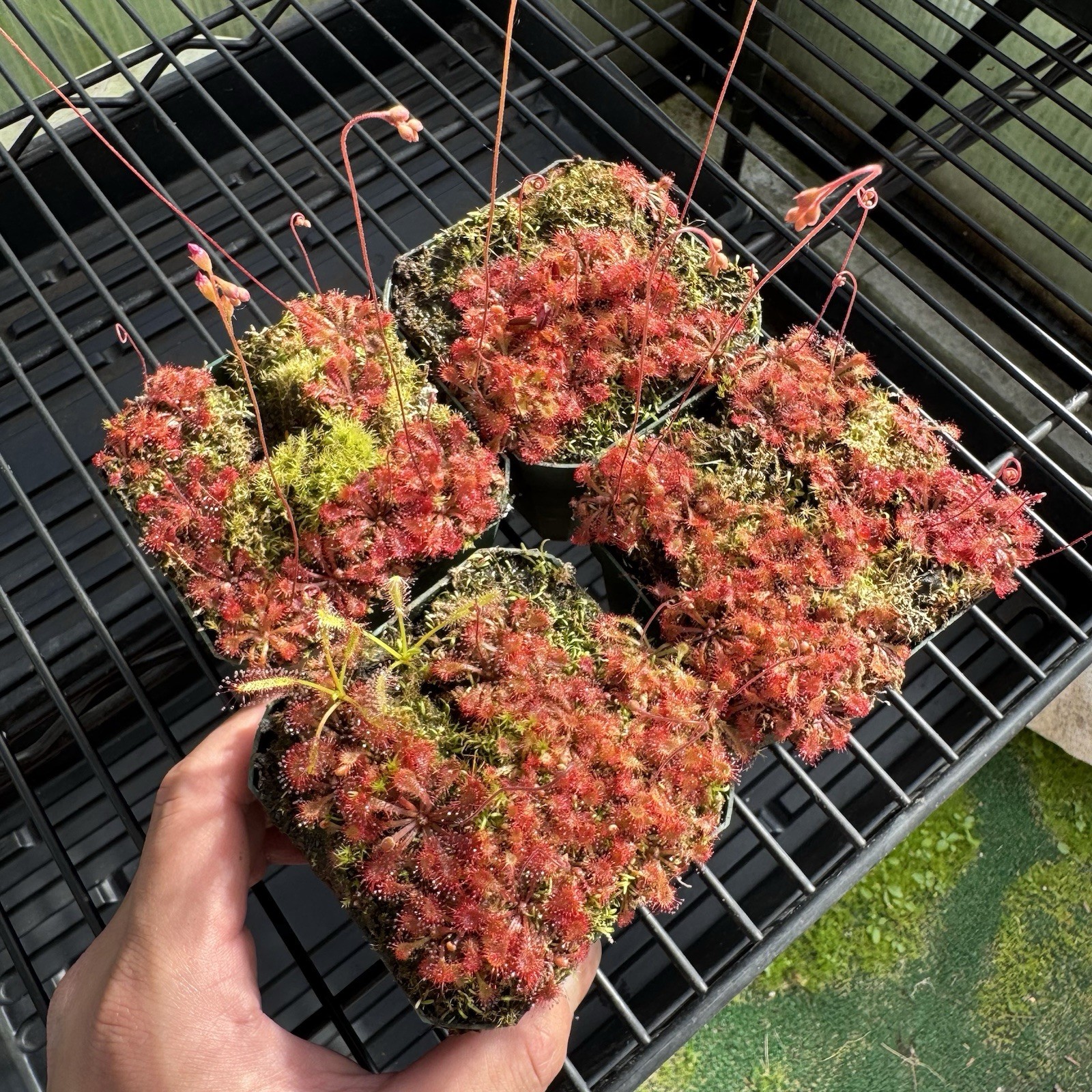 (5) Drosera Spatulata Spoon Leaf Sundew Carnivorous Plant