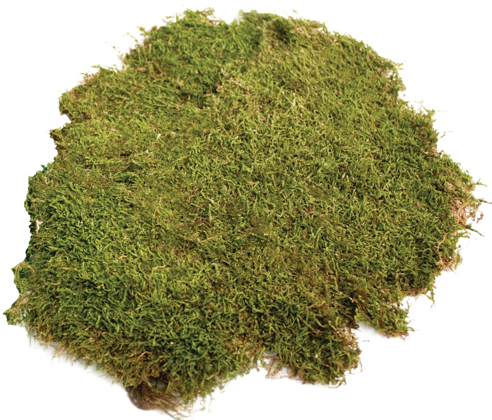 SuperMoss (21588) Sheet Moss Preserved, Natural, 5 Pounds (20-24 sq. ft.)