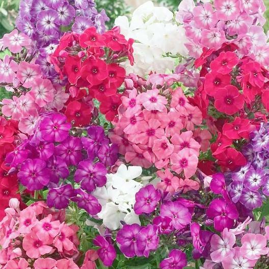 PHLOX DWARF Mix 12″ Tall Rock Gardens Spring Blooms Heirloom Non-GMO 200 Seeds